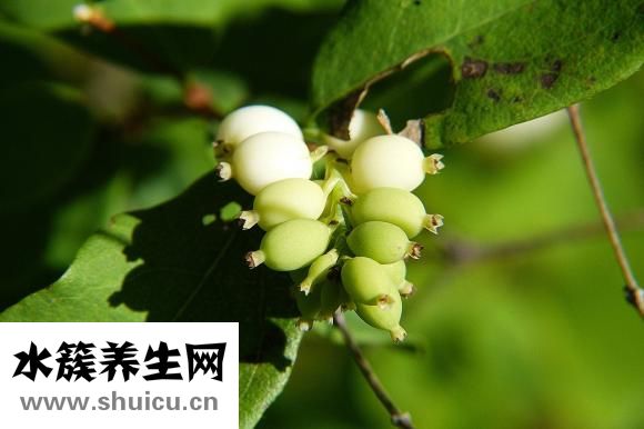 黄鳝怎么放血
