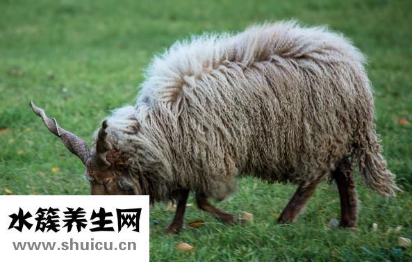 羊布病怎么治