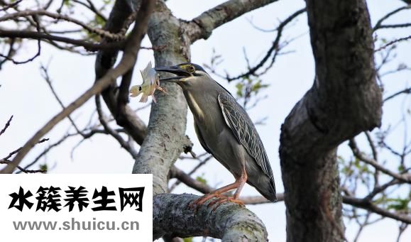 怎么寻找野生乌灵参