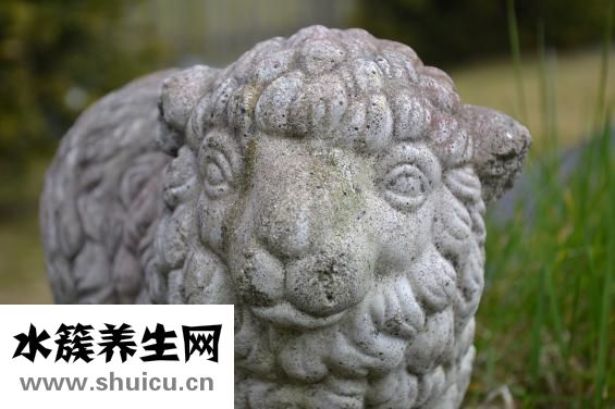 吃羊肉适宜高血压肾虚咳嗽肾虚等症状