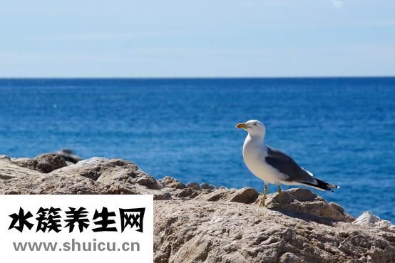 姓氏花怎么做