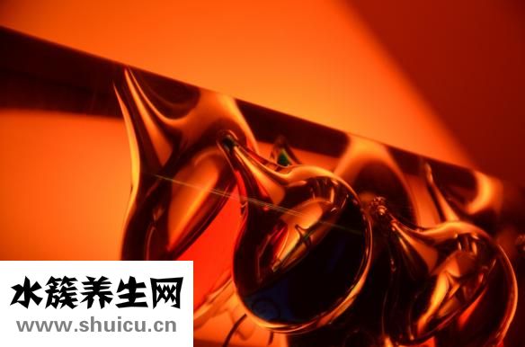 黑金刚怎么繁殖