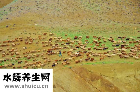 羊肉高汤怎么做