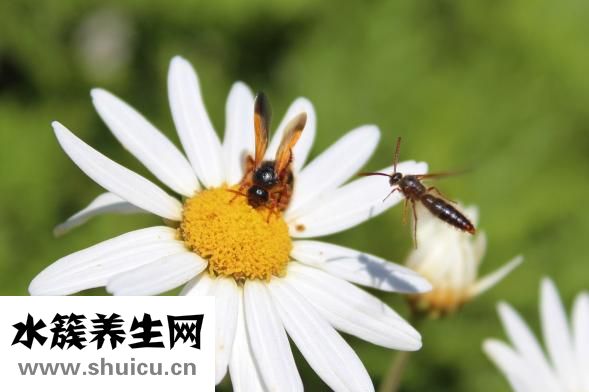 肠清茶怎么喝