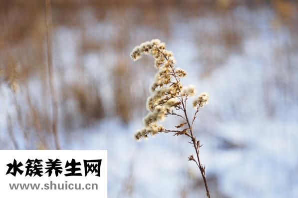 怎么判断是否假孕