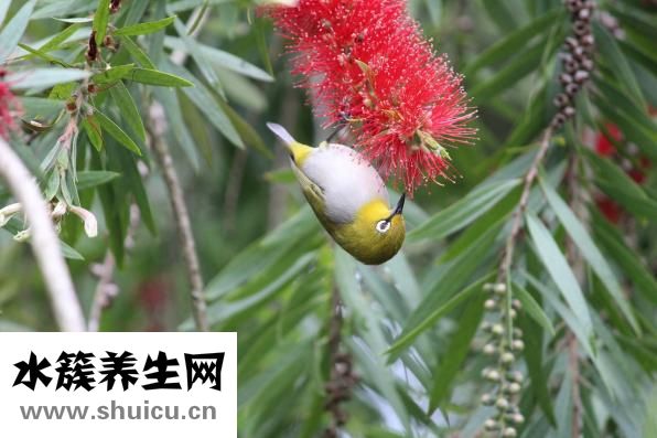 怎么让眼睛肿