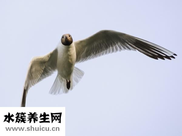 怎么画海鸥