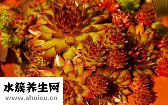 深浸怎么造句