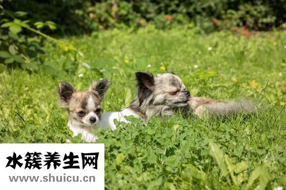 婴儿肠胀气怎么回事