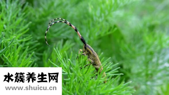 家里怎么会有蜱虫