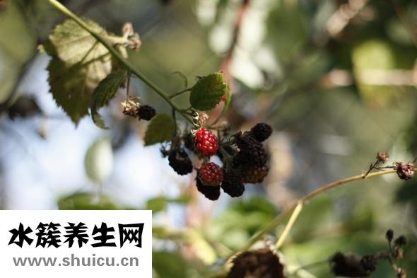 鸭肝苦怎么回事