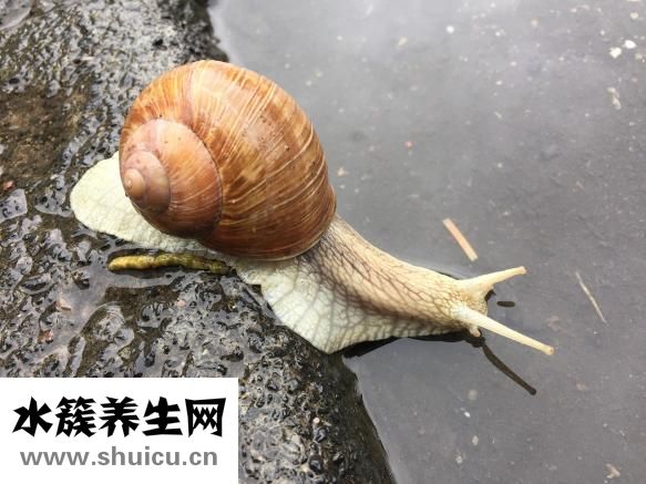 鲸鱼怎么养