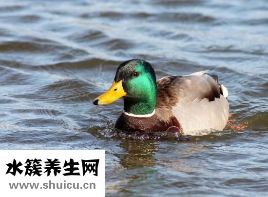 怎么保护好肾