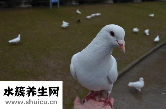 白菜头鱼头汤怎么弄