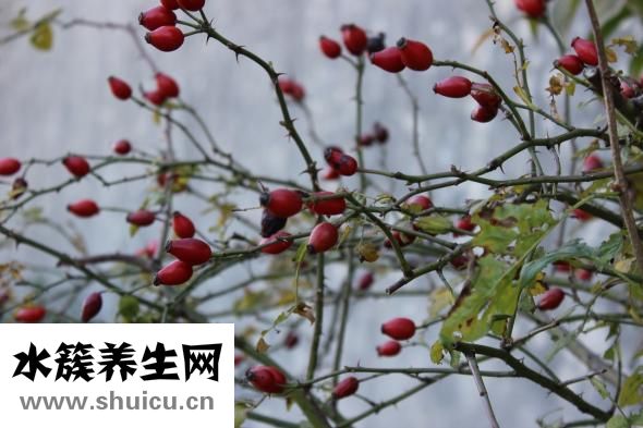 怎么分辨汉桂