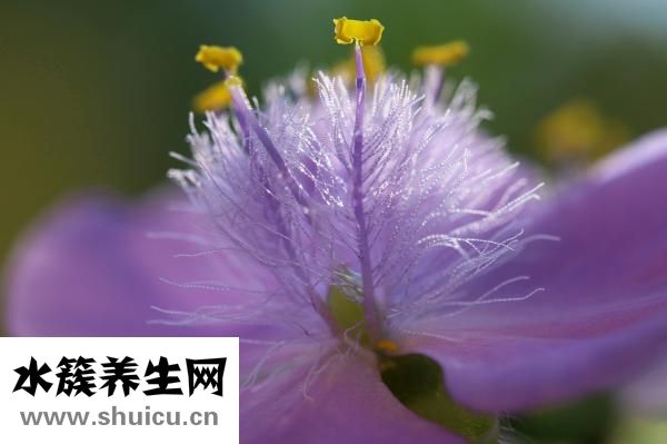 失眠用文言文怎么说