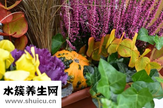 白菜头鱼头汤怎么弄