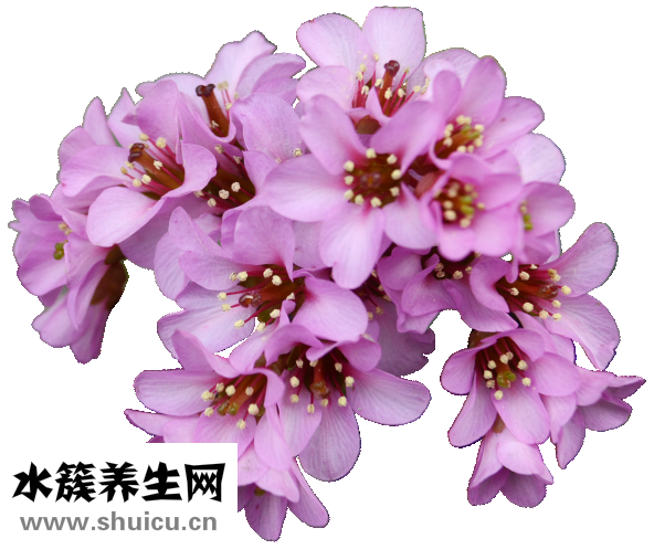 白菜头鱼头汤怎么弄
