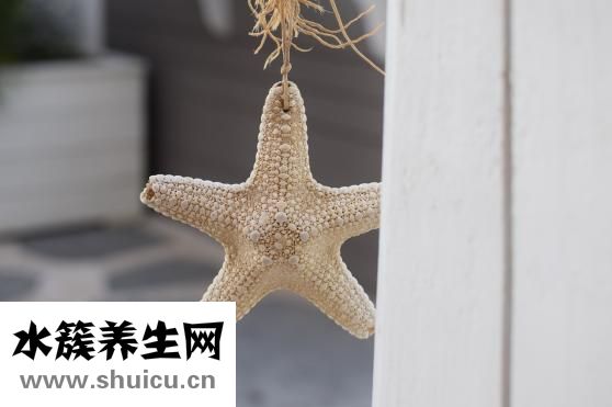海星皮怎么吃
