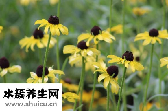 葵瓜子怎么来的