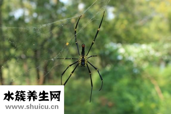虫药怎么吃
