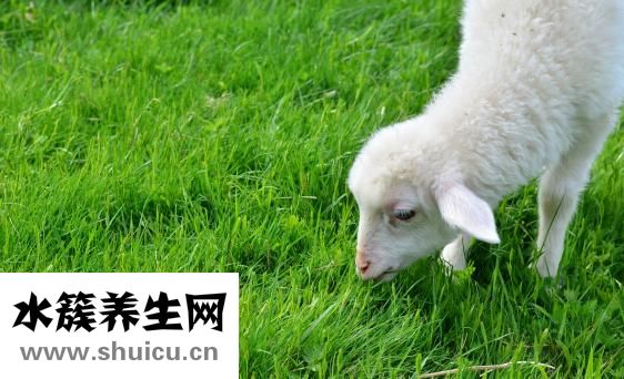 羊肉高汤怎么做
