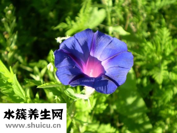 青花瓷书签怎么用