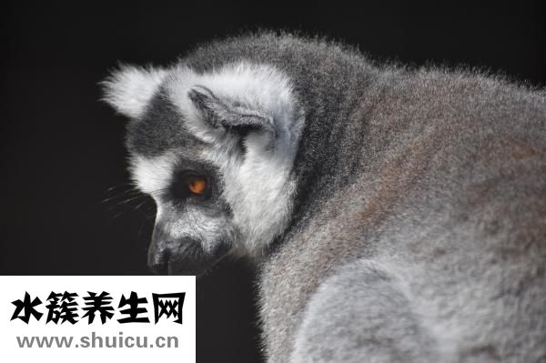 狗怎么怀孕