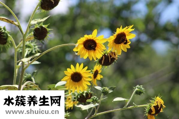 葵瓜子怎么来的