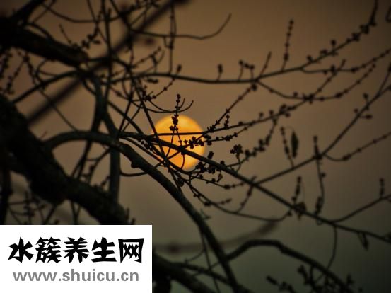 斗鱼带卵了怎么养