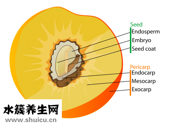 脸上长毛毛怎么办