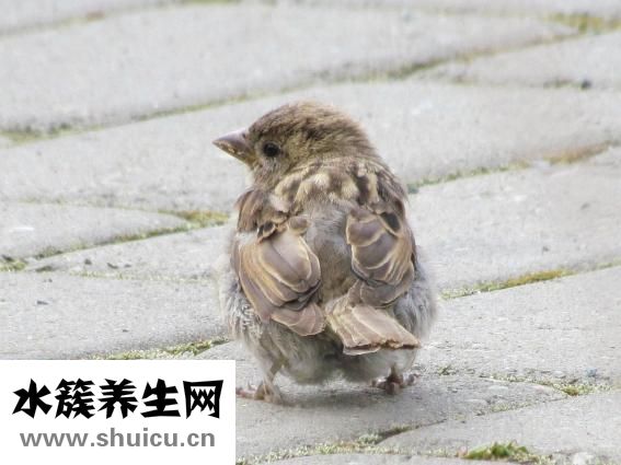 满月婴儿感冒怎么办