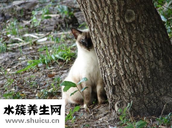 孩子眼睛怕风怎么办