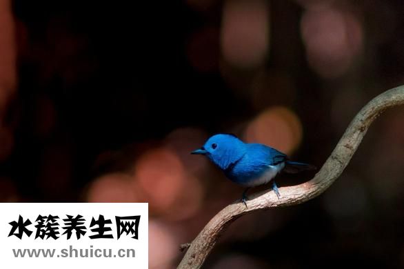 家里怎么会有蜱虫