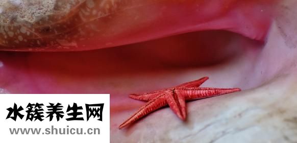 海星皮怎么吃
