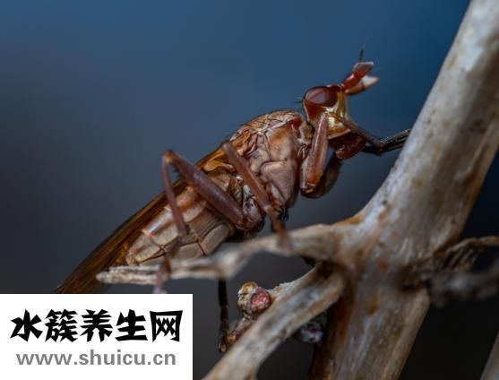 烫伤没药膏怎么办
