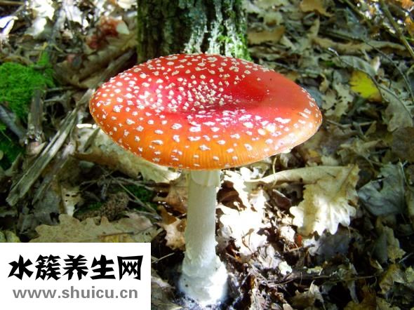 干木耳发霉了怎么办