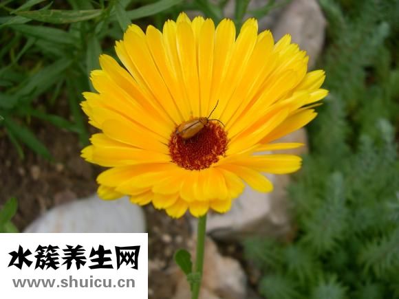 家里怎么会有蜱虫
