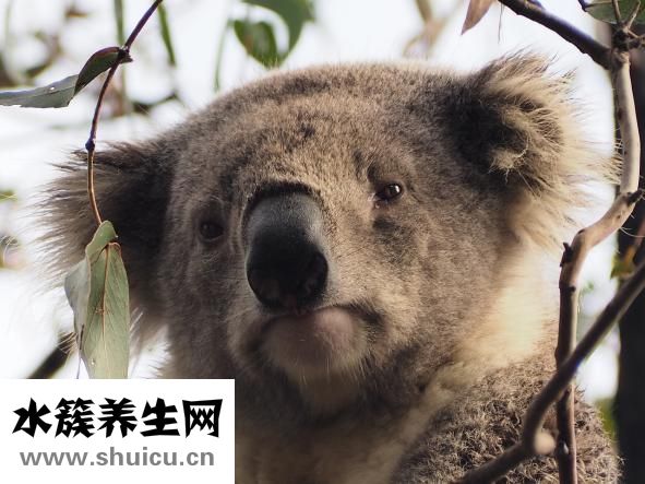 丘墟怎么找