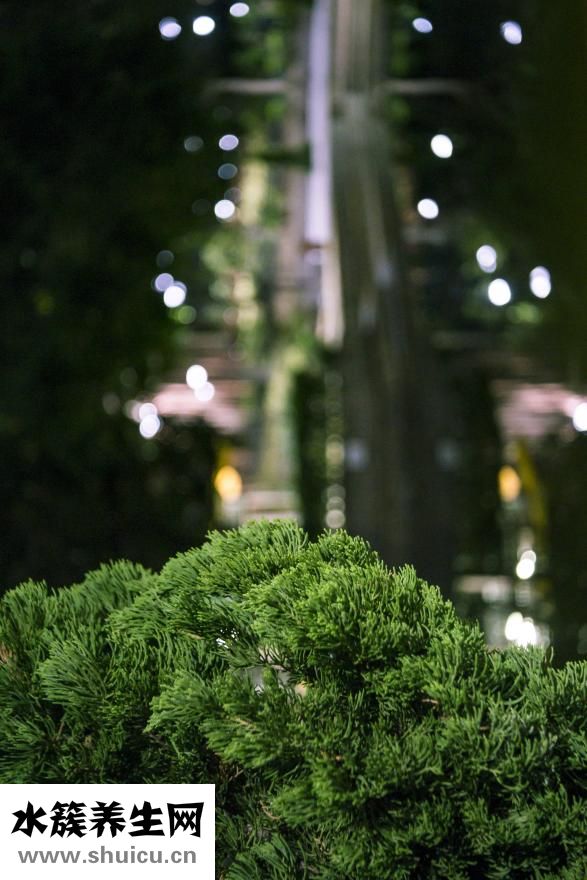 失眠用文言文怎么说