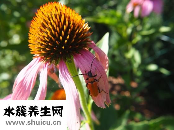 虫药怎么吃