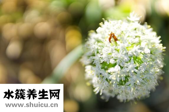 溜冰水怎么提炼