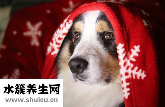 狗怀孕了怎么办？孕妇一定要忌口少吃油腻食物