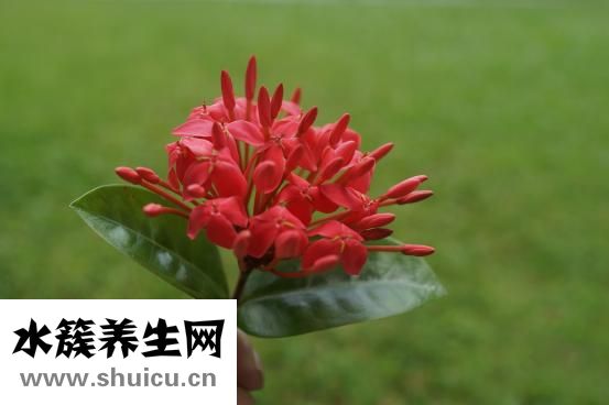 怎么煮凉粉
