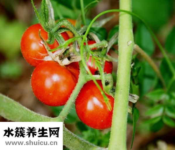 新鲜的海鲜怎么保存