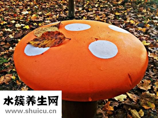 干木耳发霉了怎么办