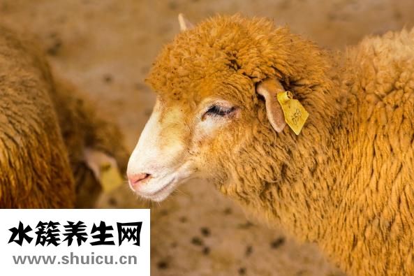 羊肉高汤怎么做