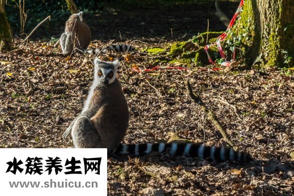 狗怎么怀孕