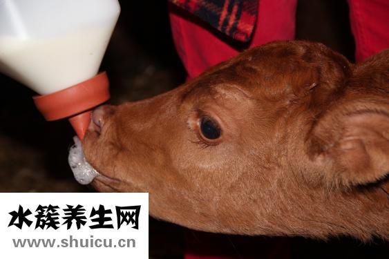 红烧牛筋怎么做好吃