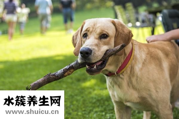 狗狗皮疹怎么治疗